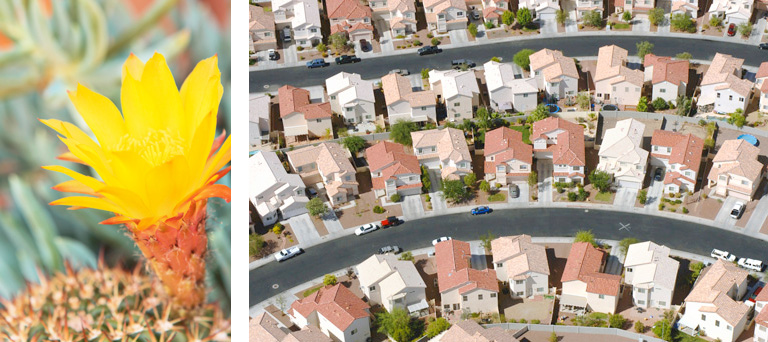 A yellow flower & a separate image that's an aerial shot of multiple residential homes on 2 streets.
